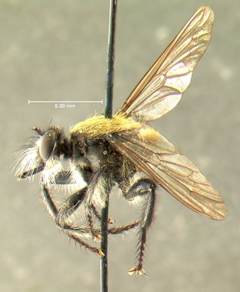 Media type: image;   Entomology 13471 Aspect: habitus lateral view